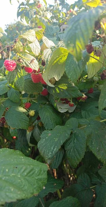 Maliny 20 sztuk z przesyłką