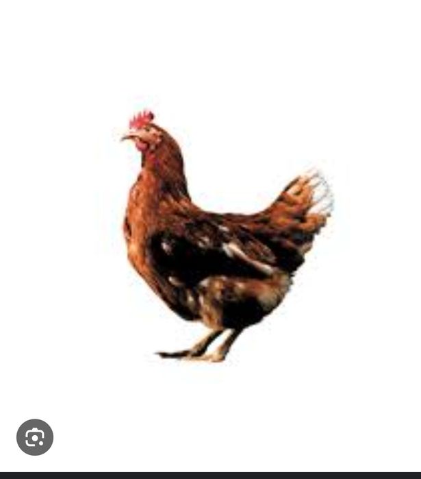 Яйце інкубаційне кур несучки