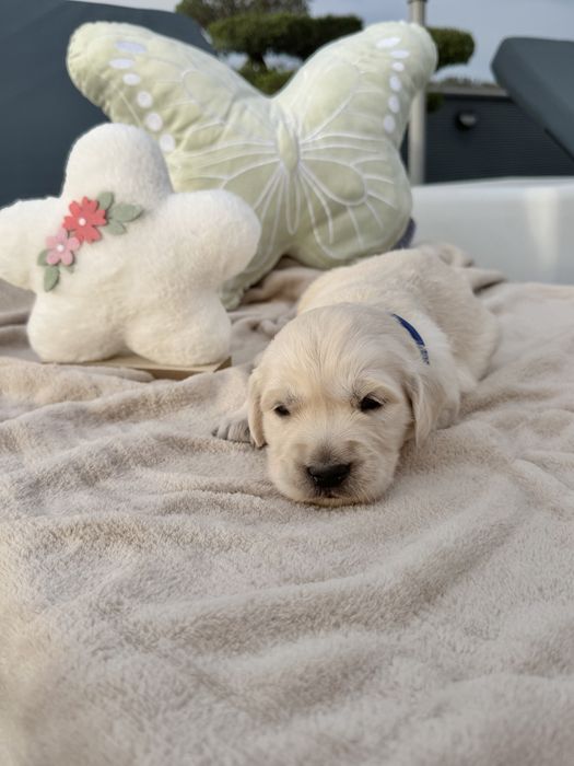 Golden Retriever menino