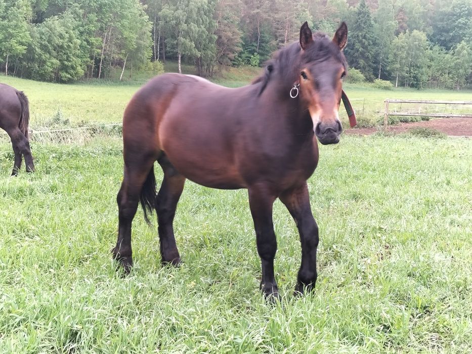 Ogierki zimnokrwiste