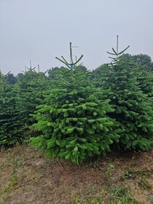 Jodła Kaukaska plantacja Dania