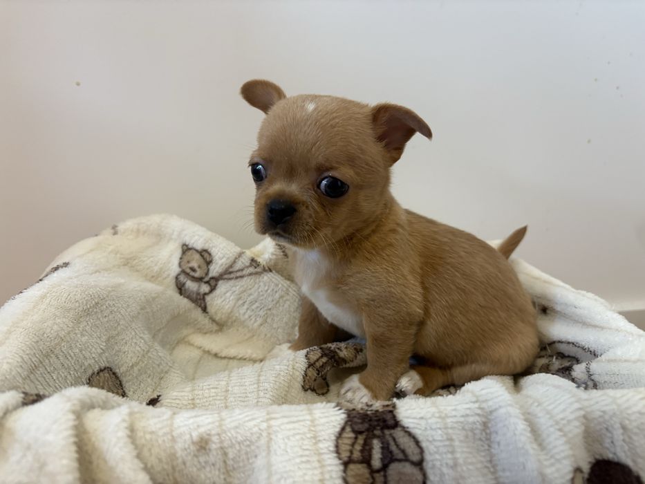 Chihuahua samiec FCI ZKWP