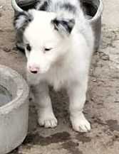 Border collie blue merle com olho azul