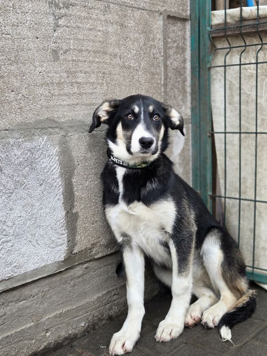 Герда, ніжна красуня, слухняна, найкраща!