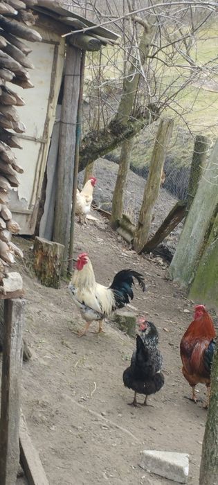 Продам сім'ю домашніх курей на розведення
