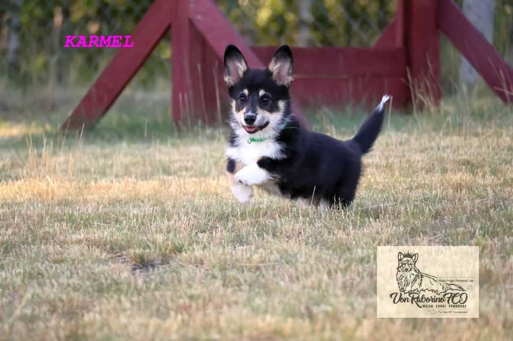 Welsh corgi pembroke