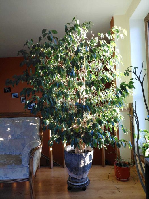 Ficus benjamina wys. 2,2 m