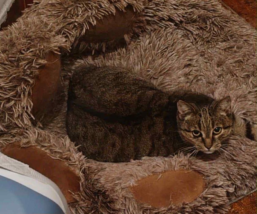 Tysia - charakterna kotka szuka domu