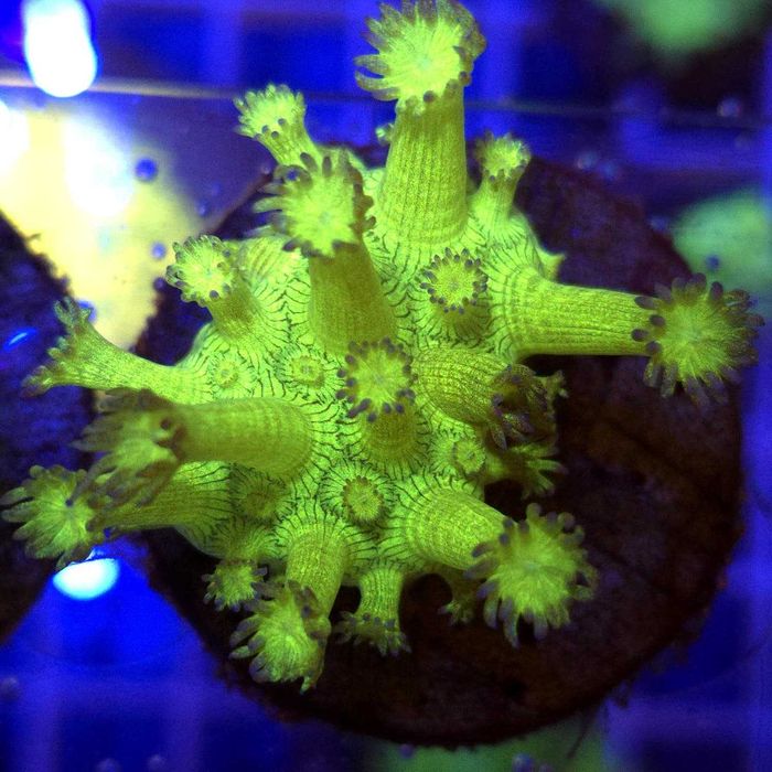 Goniopora Fake Glitter Frag