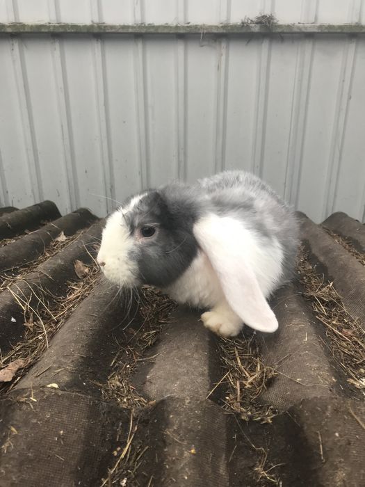 Продам кроликів французький баран