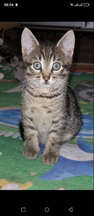Отдам двух котят в Хорошие руки
