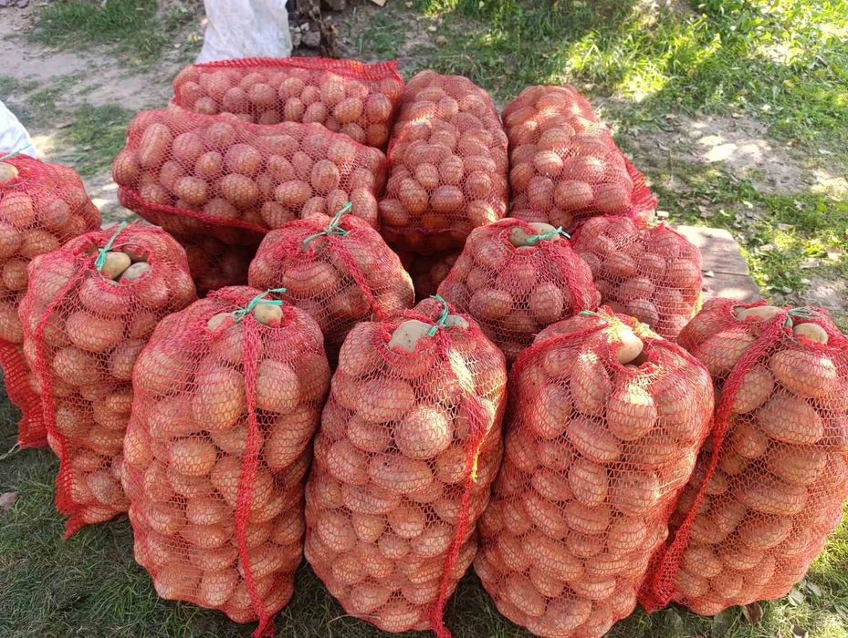 Продам картоплю з власного городу , без хімії та добавок.