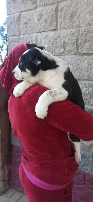 Алабай, середньоазіацька вівчарка