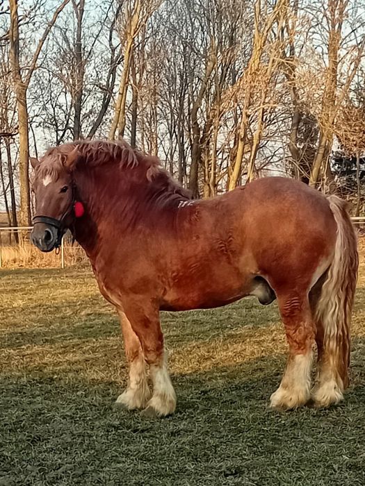 Ogier PKZ  reproduktor jankowicki sprzedam