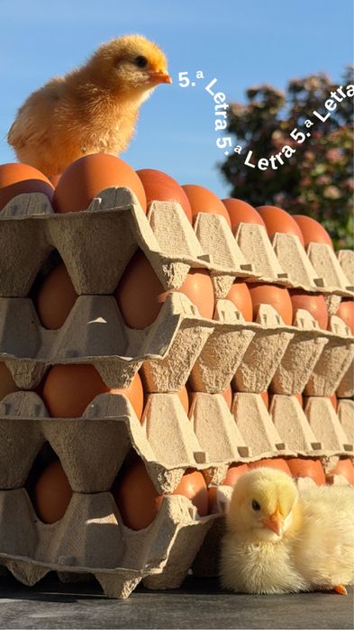 Pintos com 1 Semana – Comece Já a Sua Criação