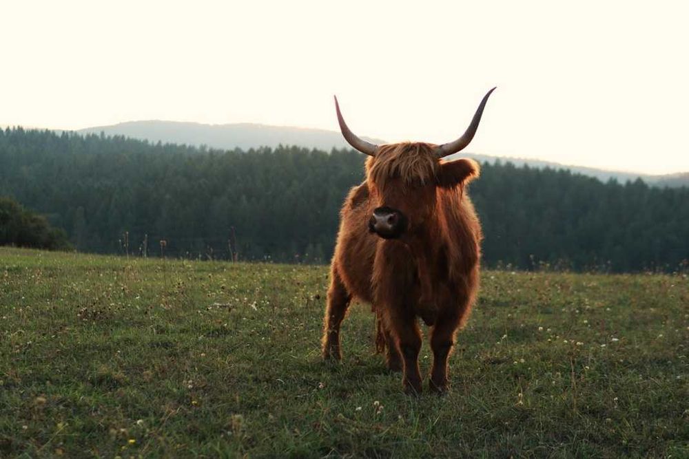 Byk Highland Cattle byczki jałówki piękne zadbane