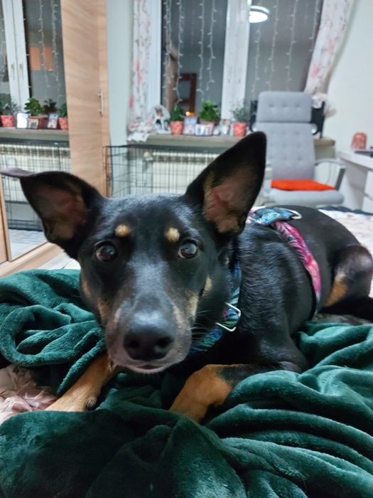 Dakota - super sunia do adopcji