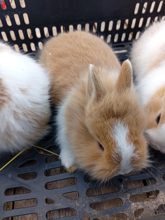 Coelhos anões lindos