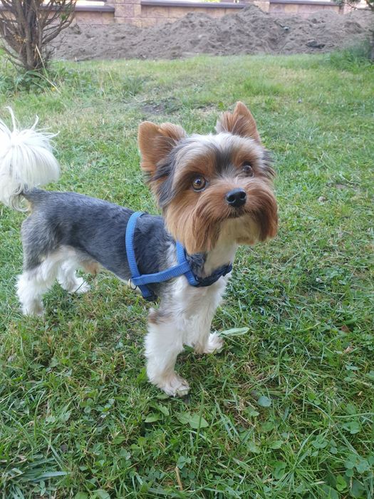 York biewier  reproduktor  1.6kg