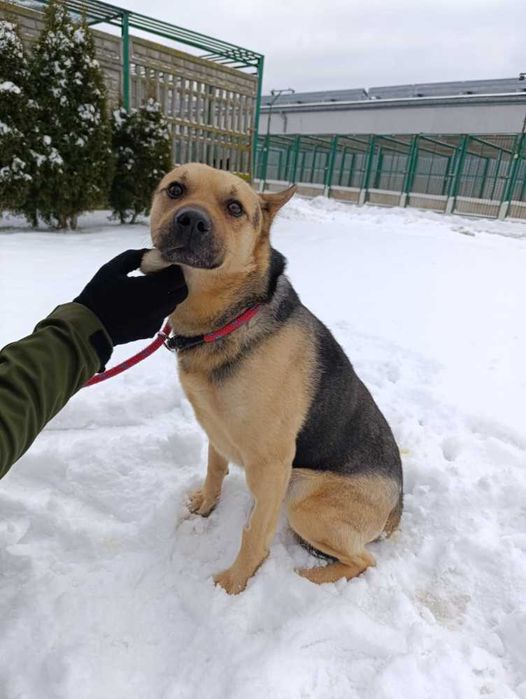 Guliwer nie radzi sobie w schronisku - jest smutny i zestresowany