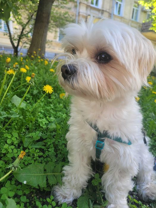 вязка Бивер йорк