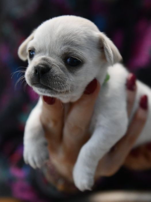 Krótkowłosy chłopczyk chihuahua ZKwP FCI Warszawa