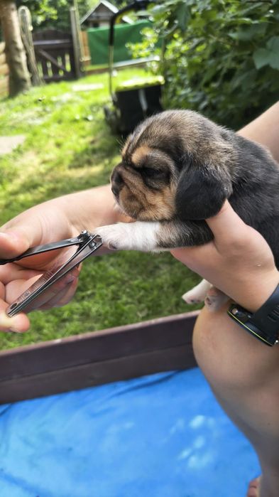 Beagle ZKwP (FCI)
