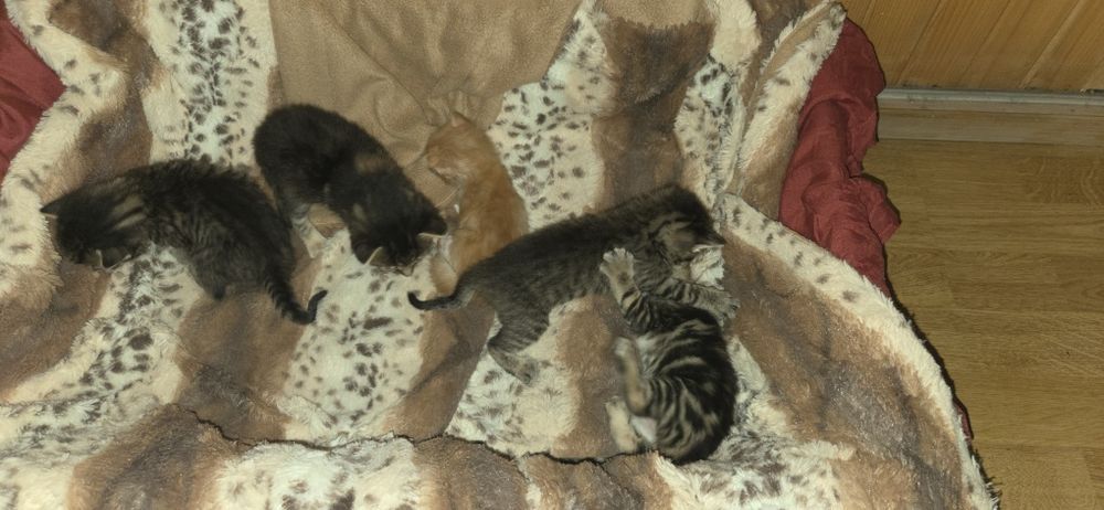 Oddam koty 5 sztuk