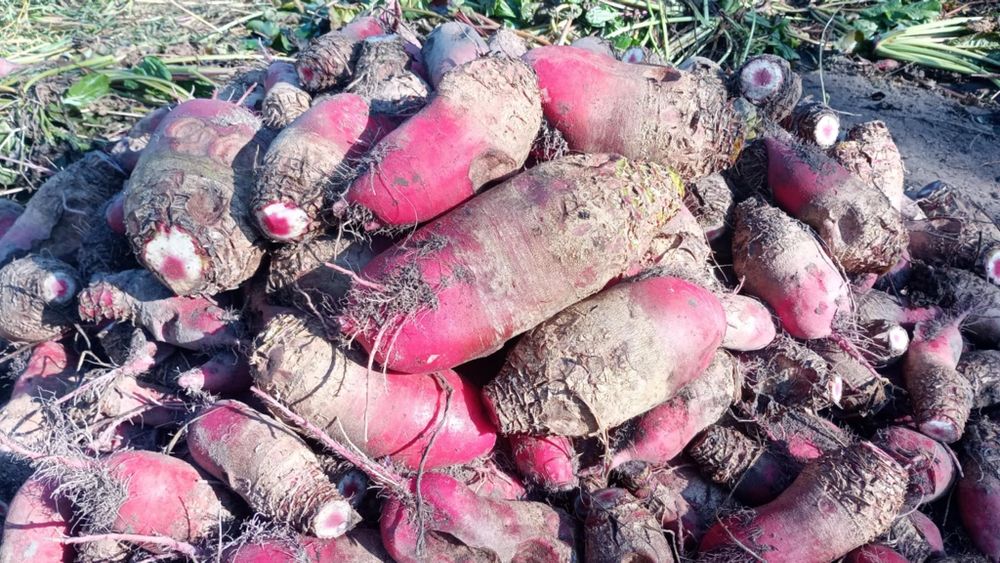 Buraki pastewne czerwone ekologiczne