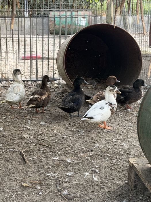 Patos call duck ou mignons