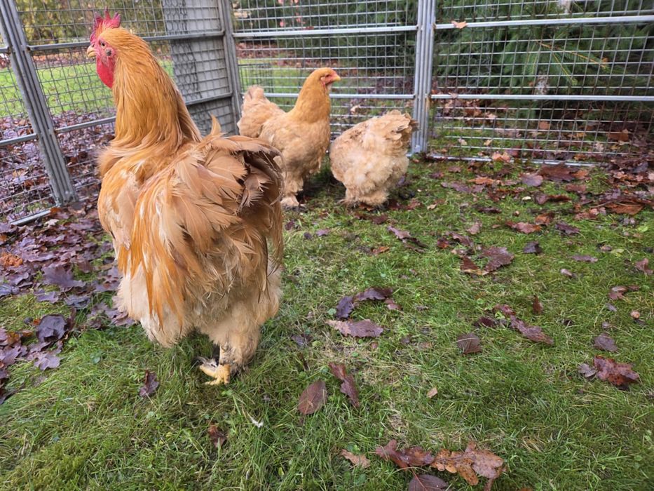 Sprzedam kochiny olbrzymie