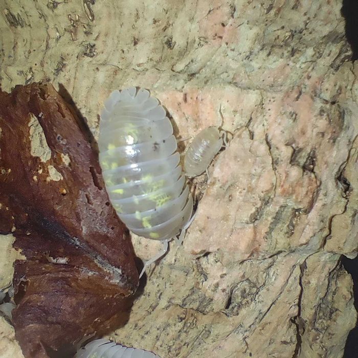 Isopods (Bichos-de-conta) 1/2