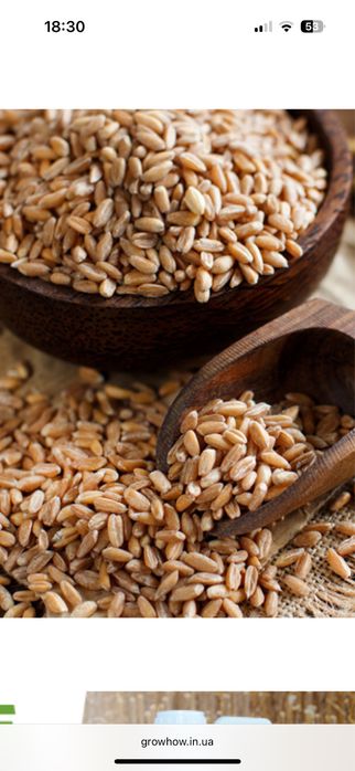 Продам зирно пшениці кукурудзи