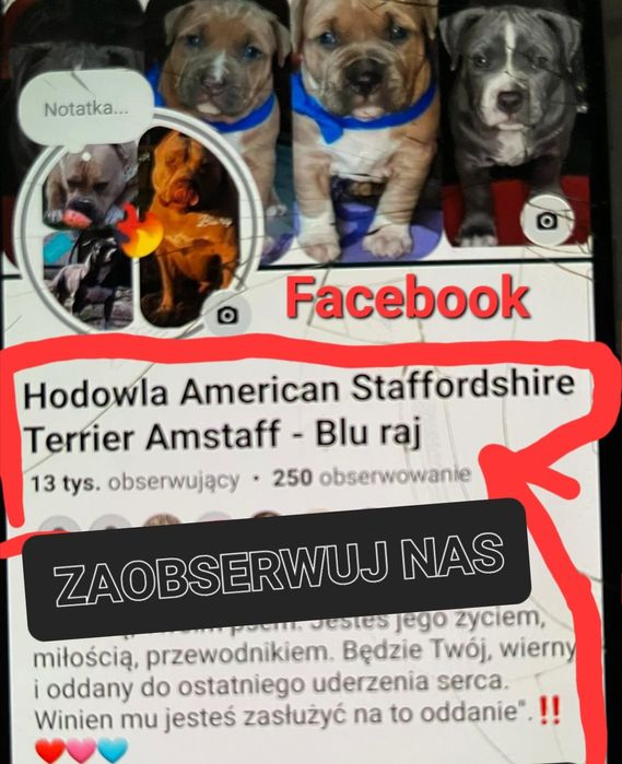 Amstaff - American Staffordshire Terrier (przebadani )