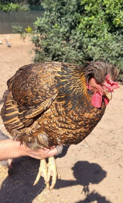 Ovos de galinha Posavina Posavina (Posavska kukmasta kokoš)