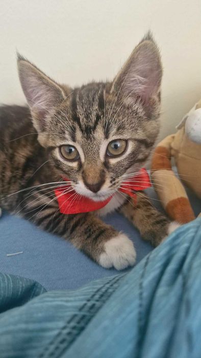 Oddam piekna kotkę