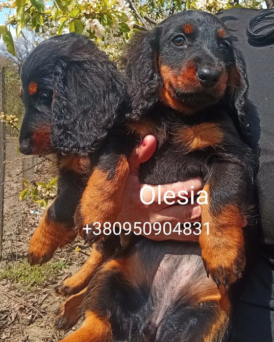 Продається дівчинка довгошерстних карликових такс