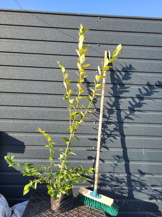 Саджанці лохини голубики 3 річні 2.5л опт