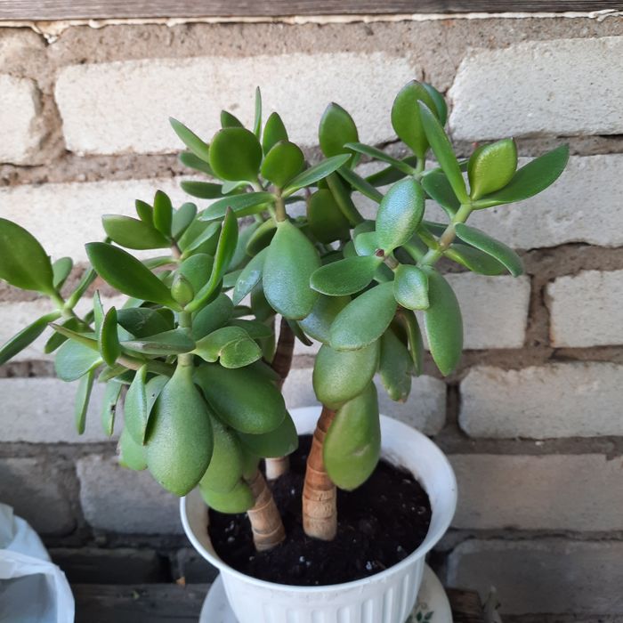 Кімнатна рослина, товстянка "грошове дерево"