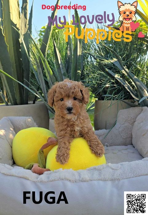 Cavapoo dziewczyna Fuga