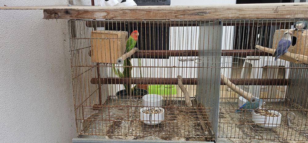 Psitacideos para cedência