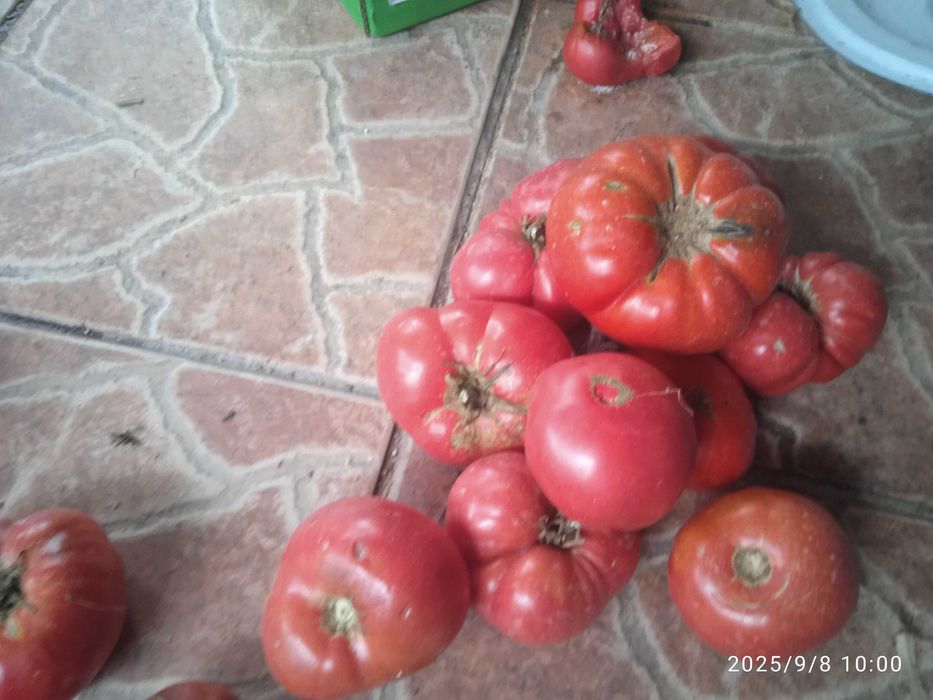 Nasiona pomidorów premium