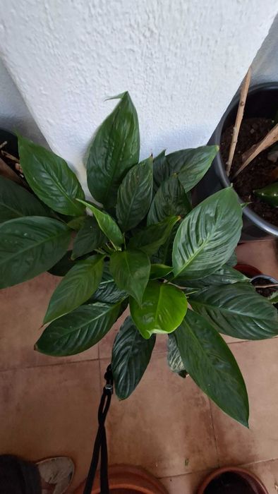 Dieffenbachia e lirio da paz