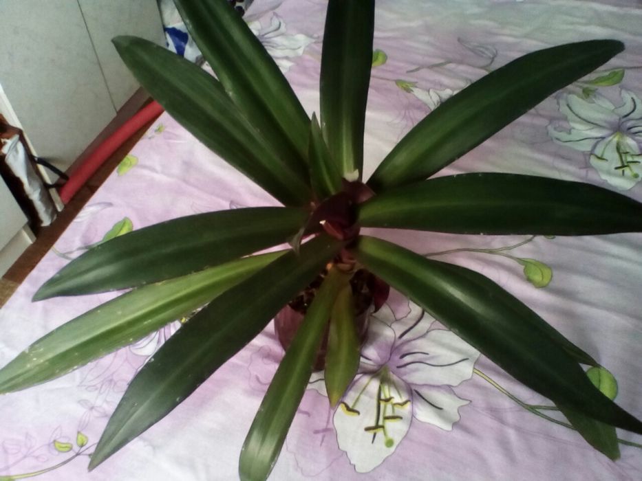 Цветок комнатный Рео