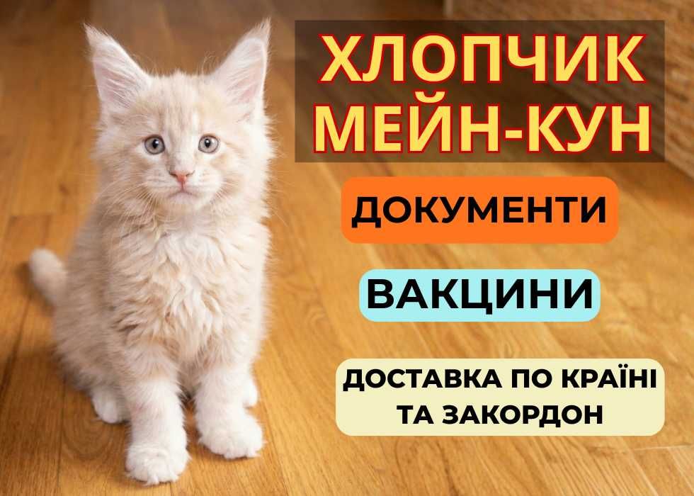 Мейн-кун Хлопчик. Кремового забарвлення. 2 місяці