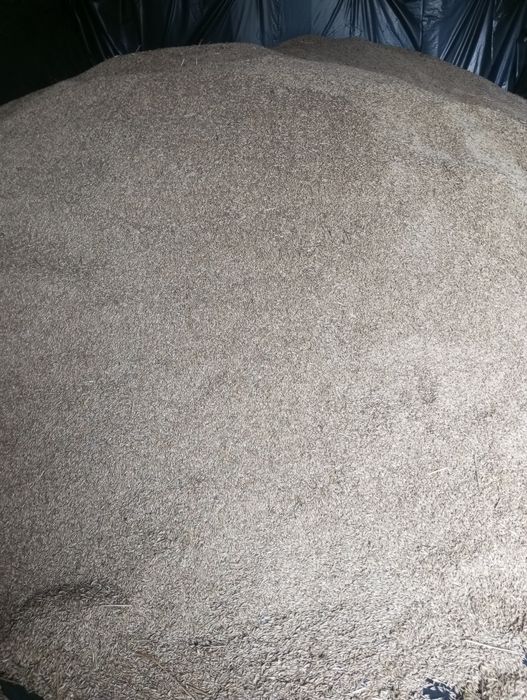 Owies ozimy kws snowbird