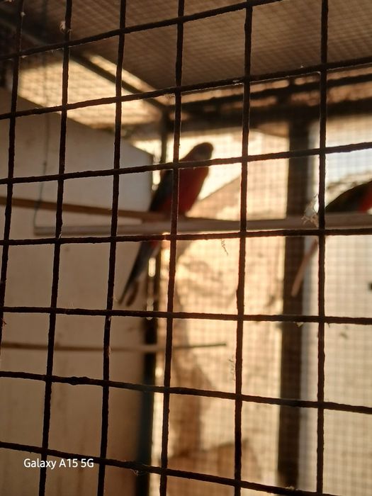 Casal de roselas adultas