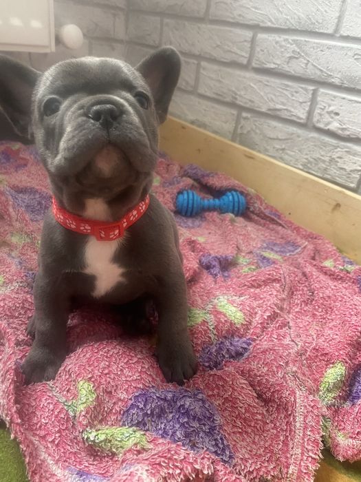 Французькі бульдожки