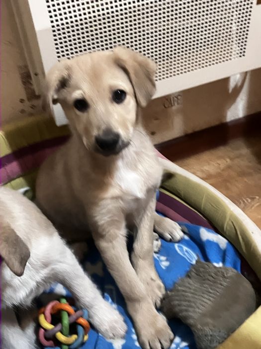 В добрі руки цуценятко