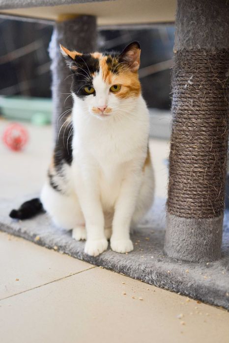 Karolinka - kocia indywidualistka szuka kochającego domu!